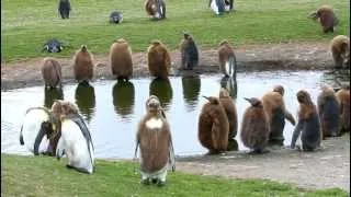 King Penguin Chicks at the Practice Pond