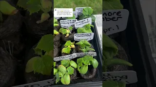 CUCUMBER SEEDLING UPDATE 🥒 | May 3, 2024 | Connecticut #Garden