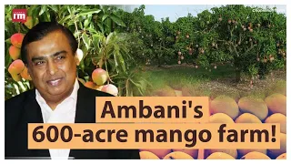 How did Reliance become India's largest mango exporter?