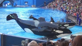 One Ocean Full Show (with Tilikum) @ SeaWorld Orlando | March 2015