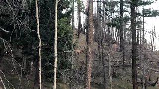 Valles Caldera New Mexico bull elk archery kill shot with Valles Vidal LLC