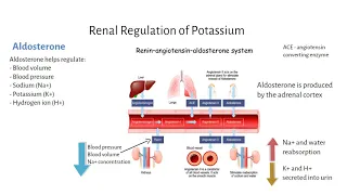 Mechanisms of Potassium Regulation