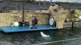 Дельфинарий на Большом Утрише