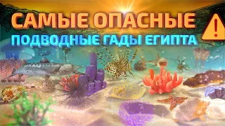 Самые опасные животные Красного моря: Смотреть перед поездкой в Египет