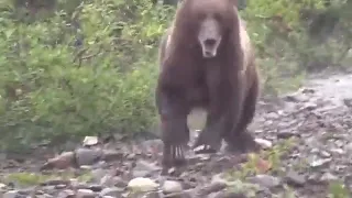 Grizzly bear running! Grizzlies can reach speeds of up to 35mph