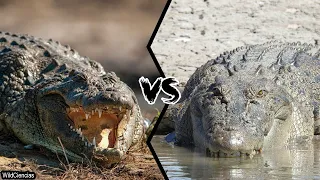 NILE CROCODILE VS SALTWATER CROCODILE - Who is the most powerful?