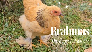 Why you should add Brahma chickens to your homestead.