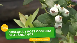 Cosecha y post cosecha de arándanos - TvAgro por Juan Gonzalo Angel Restrepo