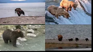 Bear catches fish compilation | Bear catching salmon in waterfall