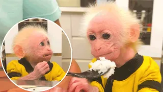 Bibi monkey has a hearty dinner with Dad