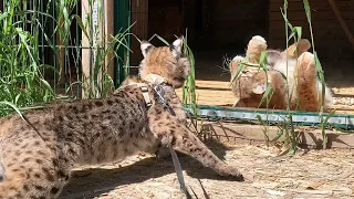 MATURED BOBCAT RUFUS SHOWED THE LYNXES WHO WAS IN CHARGE