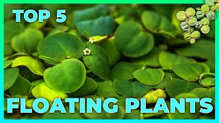 [Top 5] Floating Plants for your Aquarium