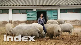 Ismerjétek meg a lányt, aki 300 mangalica sertést nevel