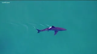 Sharks spotted off coast at Torrey Pines State Beach