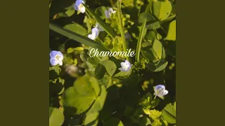 Chamomile