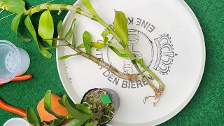 Нові орхідеї які не показала, та як посадити Дендробіум без коріння і результат.