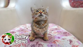 The Poor Little Kitten Can't Stop Crying After Losing His Brother | Lucky Paws