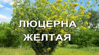 Язва желудка, иммунитет, холестерин, климакс, диабет, цистит анемия и многое другое -люцерна желтая!