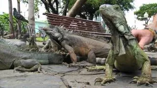 Iguana Park - Guayaquil, Ecuador