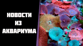 Новости аквариума, про новые кораллы и все остальное.