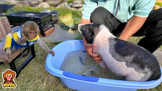 Smart monkey YiYi picked citronella and asked grandpa to cook water for Ủn Ỉn bath