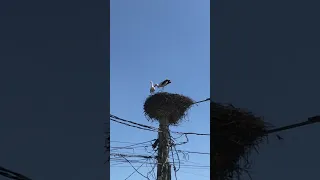 Excited Male Stork in the Nest