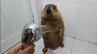 marmot favorite standing shower time