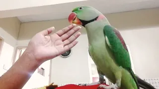 Beautiful Parrot Talking - Alexandrine Parrot