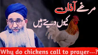 Why do chickens call to prayer? مرغے اذان کیوں دیتے ہے Mufti AYOUB SHAB NAQSHBANDI