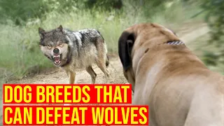 Top 10 Dog Breeds That Can Defeat Wolves/Amazing Dogs