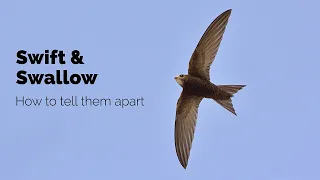 BTO Garden BirdWatch - Telling apart Swift, Swallow and House Martin