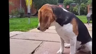 Beagles do the Funniest Things