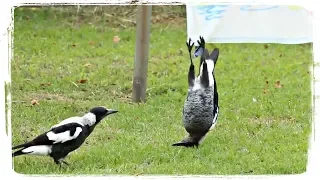 ПРИКОЛЫ С ПТИЦАМИ ПОДБОРКА(FUNNY BIRDS COMPILATION), приколы с животными(funny animals) #456