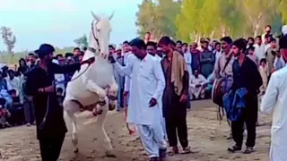 Beautiful dansar horse 🐎 very much video funny video #shortvideo #viralvideo #reels #india #