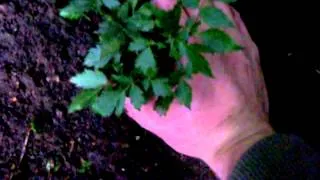 How to grow Astilbe - Gardening 101 by Dr. Greenthumb