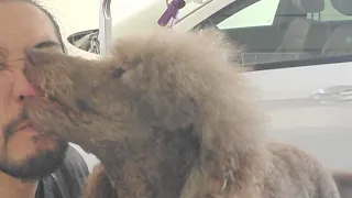 The Importance Of Combing A Poodle