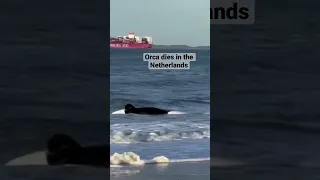 Killer whale died on Dutch Beach