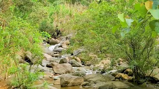 The sound of flowing water and beautiful birds singing.