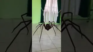 ada laba-laba raksasa di Sebatik🕷🕷🕷