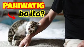 Anong Pahiwatig Kapag Ganito Ang Pinapakita Ng Pusa Mo?