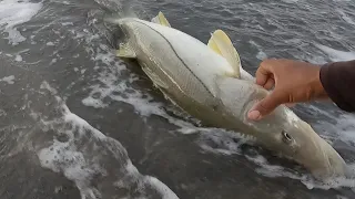 My first catch for 2024 new years day (Big snook)..🇯🇲