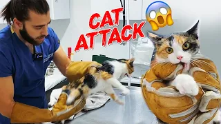 THE CAT ATTACKS THE VET! 😱 Cat Attack Next Level! ⬆️ #TheVet