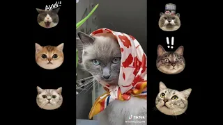 OMG! 😂 Best Funny Cat Videos Of This Week / 🐈 Funny Cat Moments 🐱 Super Laugh Time 😂   #2