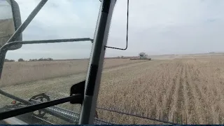 Two Claas 8600's knocking out acres | #7