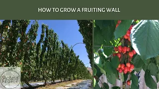 Easy Pruning & Heavy Fruiting: Growing a Fruiting Wall UFO-style
