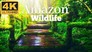 Amazon in 4k -The Worlds Largest Tropical Rainforest | Aerial Drone View With Scenic Relaxation Film