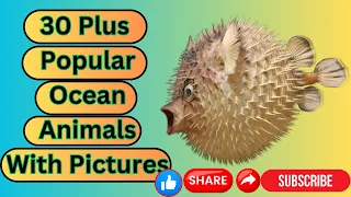 Water Animals Name in English| Aquatic Animals Name With Picture