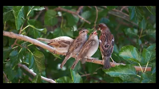 Robin el gorrión....llevando comida a sus 4 Pollitos, cara/cara con Urraca y entra cría desconocida