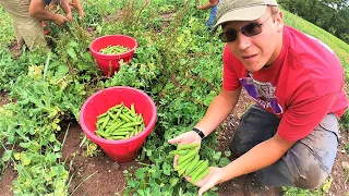 HARVESTING VEGETABLES BY HAND IN 2022