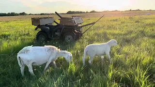 GROWTH UPDATE | 2 month old Australian Whites & Plans to Total Graze Sheep with Electric Net Fencing